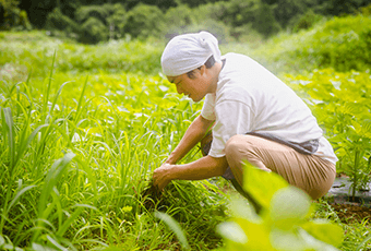 お庭の除草のイメージ